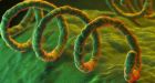 Syphilis epidemic hits B.C.
