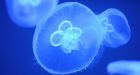 Rise of jellyfish reveals sickness of world's oceans