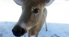Spooked deer euthanized in Kitchener parking garage