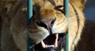Montreal teen mauled after trying to kiss captive lion in South Africa