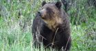 Grizzly bear chewed on B.C. man in attack near Fernie