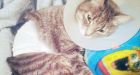 Shot Manitoba cat saved by belly fat