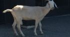 Goat horns in at Regina's golf course