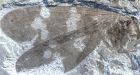 Fossils of extinct scorpionflies found in B.C.