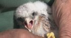 Yukon's kestrel population down by 90%
