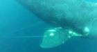 Fisherman dives into ocean, frees right whale from tangled fishing gear off Virginia Beach