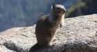 Plague-infected squirrel shuts Los Angeles park