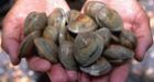 Raw oysters and clams from 2 B.C. inlets recalled