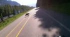 Motorcyclist slams into black bear on B.C. highway