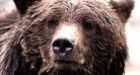 Grizzly bear attack fought off by B.C. man