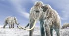 DNA study suggests hunting did not kill off mammoth
