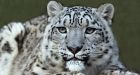 Buddhist Monks Protect Endangered Snow Leopards | Ecorazzi