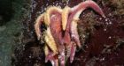 Dead starfish in Vancouver waters puzzle scientists
