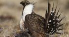 Endangered sage grouse to be protected by emergency order