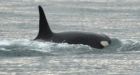 Researchers alarmed by 'puzzling' changes in resident orcas