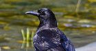 Flying the Coop: Antibiotic Resistance Spreads to Birds, Other Wildlife: Scientific American