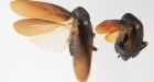 Cold-resistant cockroach from Asia found in North America