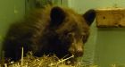 Orphaned bear cub found living with chickens
