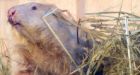 Wiarton Willie sees shadow, forecasts 6 more weeks of winter