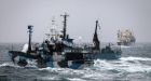 Japanese whaling vessel, protest ship collide off Antarctic coast