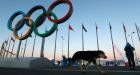 Sochi company hired to kill stray dogs ahead of Olympic Games