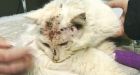 Cat survives after being shot 17 times in the head with pellet gun