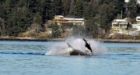 Orcas hunt and kill dolphins off B.C. coast; rare attack captured on video