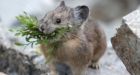 Climate Change Proves a Survival Experiment for Wildlife