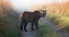 India tiger kills 10th person in 6 weeks