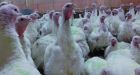 Maple Leaf Foods 'disturbed' by supplier turkey farm video, promises action