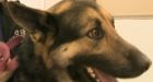 Man charged after dog dragged behind truck