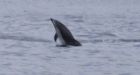Dolphins, orcas delight watchers in Vancouver, Squamish