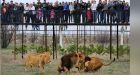 Fifty Lions Face Starvation at Crimean Safari Park