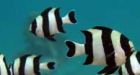 Increased CO2 levels make fish unafraid of predators