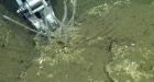 4 new species of 'killer' sponges discovered off Pacific coast