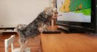 Woman reunited with dog, TV snatched on 1st date
