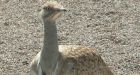 Saudi prince accused of slaying 2,000 near-extinct birds while on safari in Pakistan