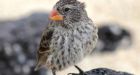 Galapagos finches combat killer maggots with scientists' help