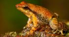 Dancing frogs, newly discovered in India, face extinction