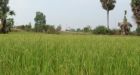 Swelling CO2 Cuts Nutrition in Food