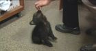 Black bear cub spends night in Oregon police station