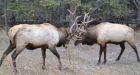 Elk get 'hazed' out of Banff National Park