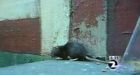 San Francisco woman breeding and releasing rats