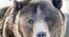 Stray bullet killed man as grizzly charged hunting group in northern B.C.