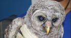 Abandoned baby owl recovering after being found on ground in Nanaimo