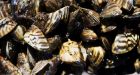 Potash experiment killed zebra mussels at infested harbour, officials say | CTV News