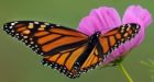 Monarch butterfly decline linked to spread of GM crops