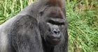 Zoo employee shot in error while dressed as a gorilla
