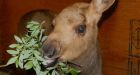 Rescued baby moose thriving, wildlife centre says