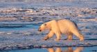 Video from polar bear neck camera shows life on ice